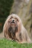 LHASSA APSO 127